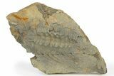 Spiny Selenopeltis Trilobite With Pos/Neg - Erfoud, Morocco #254471-2